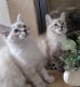 Ragdoll Cats for sale in Prescott, AZ, USA. price: $600