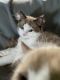 Ragdoll Cats for sale in Weymouth, MA, USA. price: $2,200