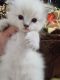 Ragdoll Cats for sale in Ozone Park, NY 11416, USA. price: $2,000