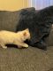 Ragdoll Cats for sale in Montague, MA, USA. price: $1,200