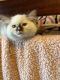 Ragdoll Cats for sale in Omaha, NE, USA. price: $1,200