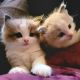 Ragdoll Cats for sale in Fairbury, NE 68352, USA. price: NA