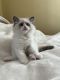 Ragdoll Cats for sale in Williamsville, NY 14221, USA. price: $1,200