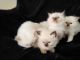 Ragdoll Cats for sale in Canton, OH, USA. price: $1,800