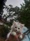 Ragdoll Cats for sale in Bellevue, WA, USA. price: $400