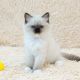 Ragdoll Cats for sale in New Yorkweg, 1334 NA Almere, Netherlands. price: 400 EUR