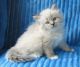 Ragdoll Cats for sale in 400 N Tampa St #2600, Tampa, FL 33602, USA. price: NA