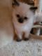 Ragdoll Cats for sale in Williamsport, PA 17701, USA. price: $850