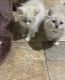 Ragdoll Cats for sale in Indianapolis, IN 46217, USA. price: $2,500