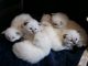 Ragdoll Cats for sale in Hardeeville, SC, USA. price: NA