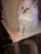Ragdoll Cats for sale in Albany, NY, USA. price: NA