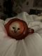 Ragdoll Cats for sale in Kennebunk, ME 04043, USA. price: NA