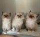 Ragdoll Cats for sale in North Port, FL, USA. price: NA