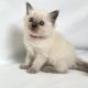 Ragdoll Cats for sale in S Carolina St, Avon Park, FL 33825, USA. price: NA