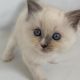 Ragdoll Cats for sale in SC-544, Myrtle Beach, SC, USA. price: NA