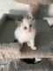 Ragdoll Cats for sale in Chandler, AZ, USA. price: NA