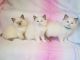 Ragdoll Cats for sale in Florence, SC, USA. price: $250