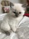 Ragdoll Cats for sale in Tennessee City, TN 37055, USA. price: $270