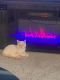 Ragdoll Cats for sale in Summerlin, Las Vegas, NV, USA. price: $250