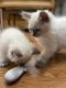 Ragdoll Cats for sale in Monroe, NY 10950, USA. price: $800