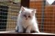 Ragdoll Cats for sale in NJ-27, Edison, NJ, USA. price: $280