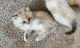 Ragdoll Cats for sale in Bettendorf, IA, USA. price: $850