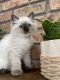 Ragdoll Cats for sale in Monroe, NY 10950, USA. price: $1,000
