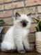 Ragdoll Cats for sale in Rochester, NY, USA. price: $1,000