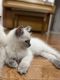 Ragdoll Cats for sale in Rochester, NY, USA. price: $800