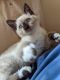 Ragdoll Cats for sale in Canyon Lake, CA 92587, USA. price: $400