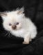 Ragdoll Cats for sale in Canton, OH, USA. price: NA
