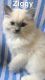 Ragdoll Cats for sale in Willimantic, CT 06226, USA. price: NA