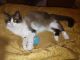 Ragdoll Cats for sale in Rochester, IN 46975, USA. price: $300
