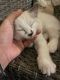 Ragdoll Cats for sale in Sun Valley, Los Angeles, CA, USA. price: NA