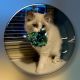 Ragdoll Cats for sale in Puyallup, WA, USA. price: $1,200