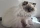 Ragdoll Cats for sale in Millersport, OH 43046, USA. price: $2,000