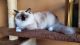 Ragdoll Cats for sale in Brooklyn, NY, USA. price: $1,000