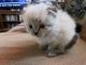 Ragdoll Cats for sale in Sandy Lake, PA, USA. price: NA