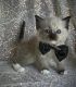 Ragdoll Cats for sale in Avon, IN, USA. price: $1,400