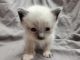 Ragdoll Cats for sale in Denver, CO, USA. price: $1,200