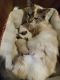 Ragdoll Cats for sale in Sheridan, AR 72150, USA. price: NA