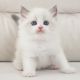 Ragdoll Cats for sale in Fort Worth, TX, USA. price: NA