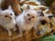 Ragdoll Cats for sale in Texas City, TX, USA. price: NA