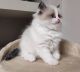Ragdoll Cats for sale in 24701 Hallwood Ct, Farmington Hills, MI 48335, USA. price: $500