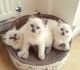 Ragdoll Cats for sale in Alabama Ave, Brooklyn, NY 11207, USA. price: NA