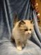 Ragdoll Cats for sale in Pine Grove, PA 17963, USA. price: NA