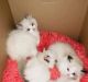 Ragdoll Cats for sale in Ocala, FL, USA. price: $2,000