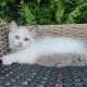 Ragdoll Cats for sale in New York, NY, USA. price: $400