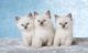 Ragdoll Cats for sale in Florida A1A, Miami Beach, FL, USA. price: NA