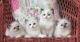 Ragdoll Cats for sale in Florida A1A, Miami Beach, FL, USA. price: NA
